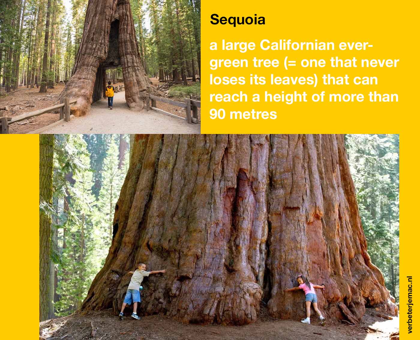 Sequoia-boom-betekenis macOS Sequoia betekenis
